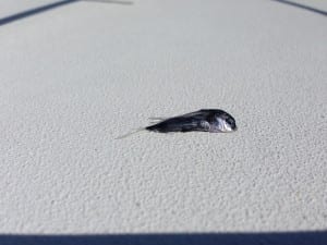 flying fish